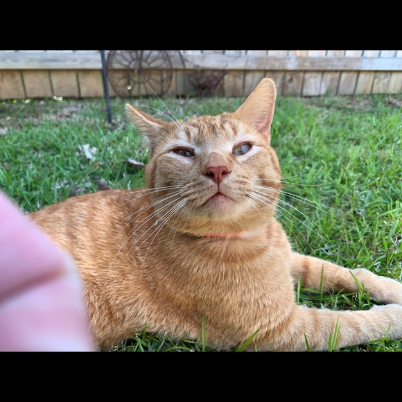 Meet your Posher, Patrick - Picture 1 of 1